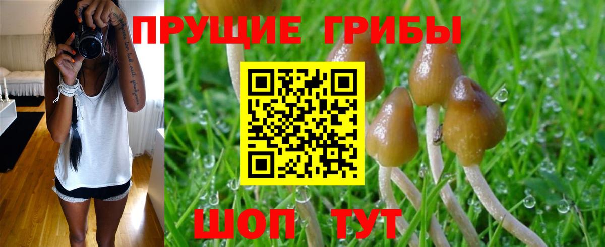 Псилоцибиновые грибы Cubensis Ялуторовск